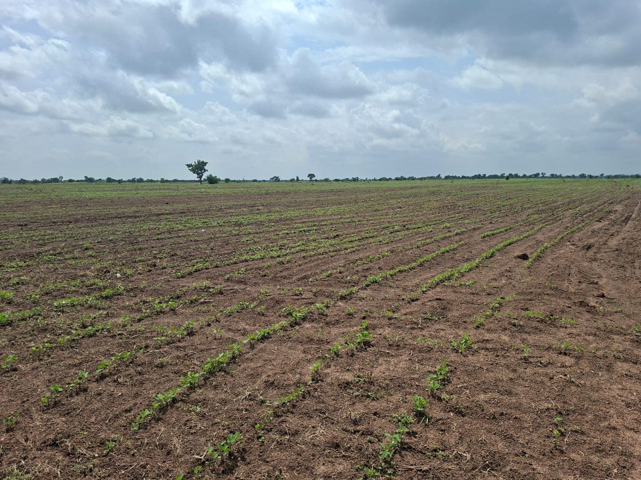Farm planting rows