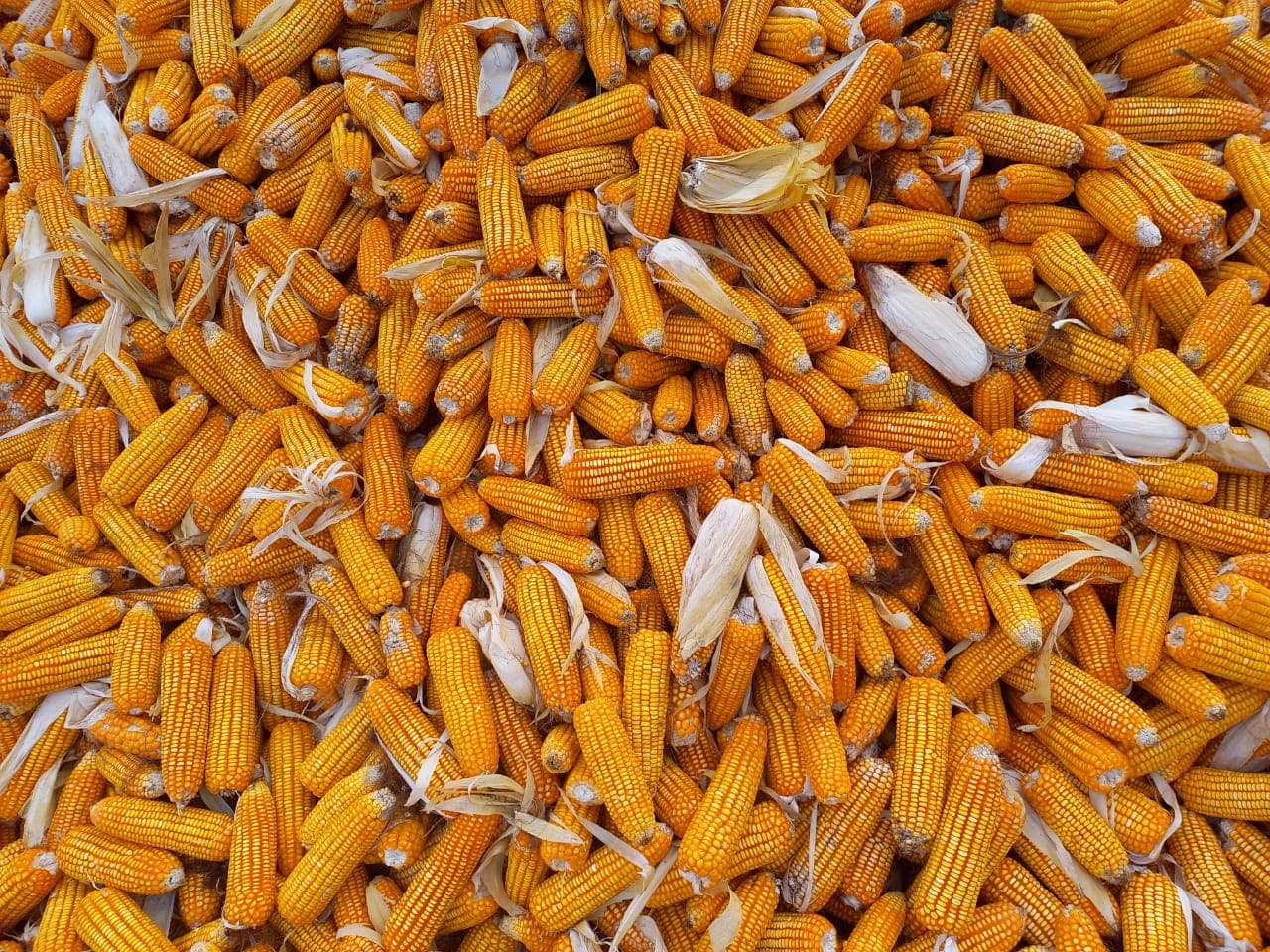Harvested maize cobs pile