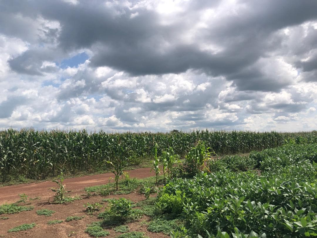 Soybean Crop Canopy & Agronomy Audit