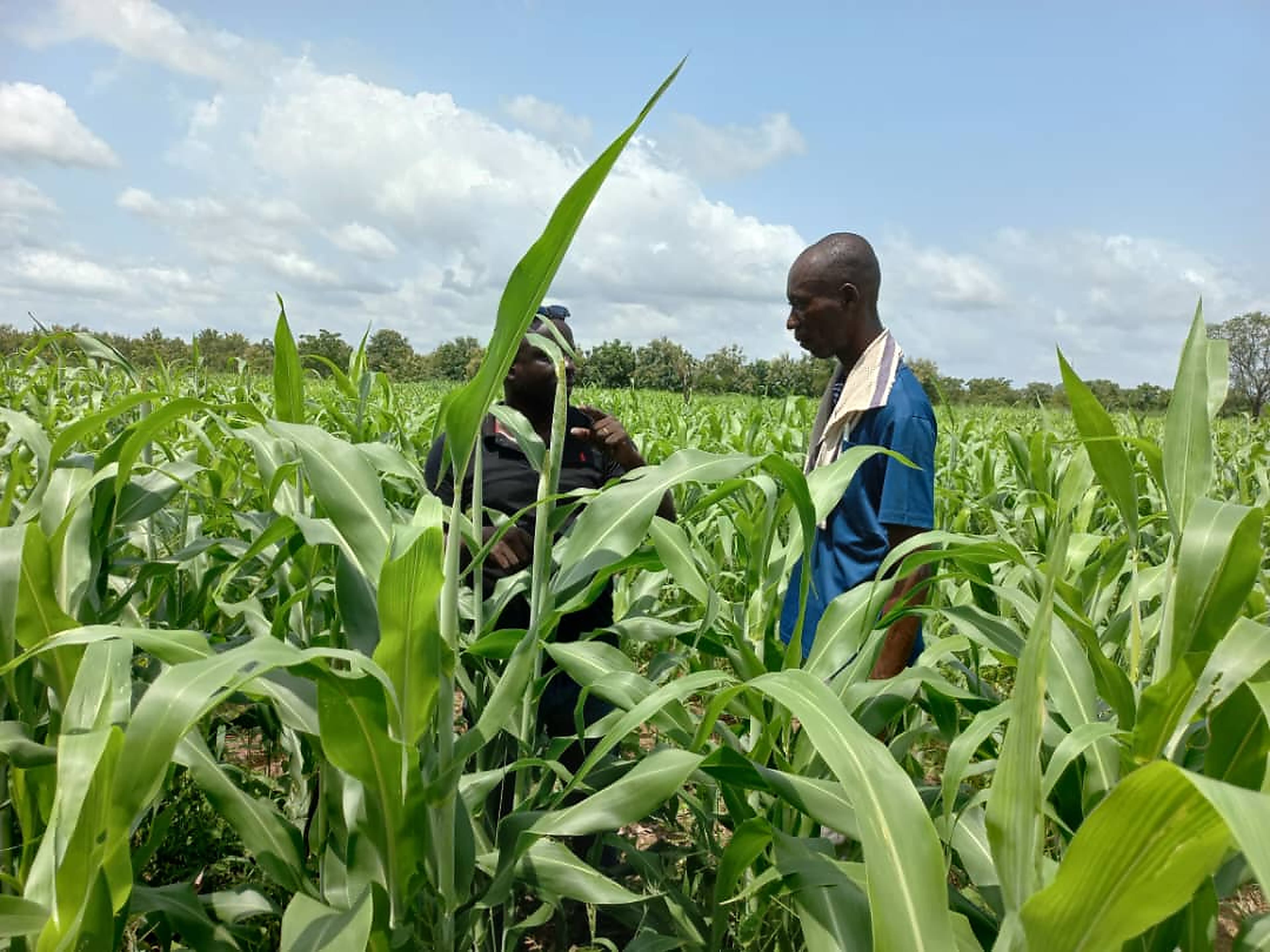 iFeed Agribusiness & Farms