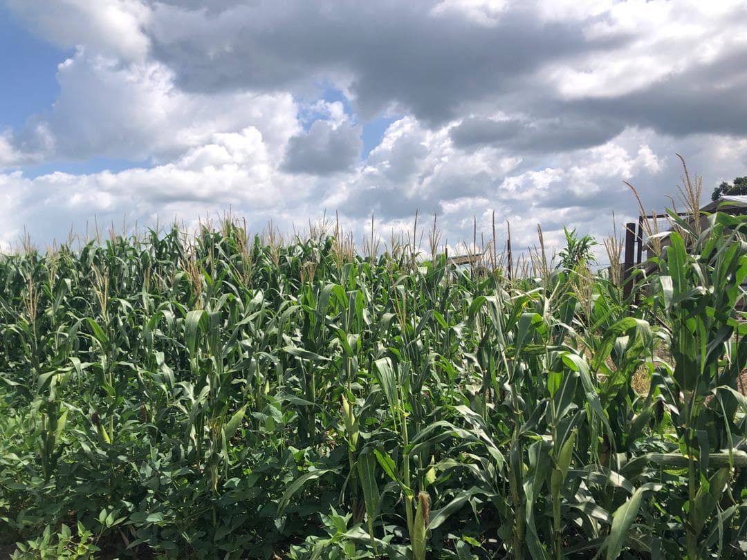 Multi-Crop Grain & Legume Platforms