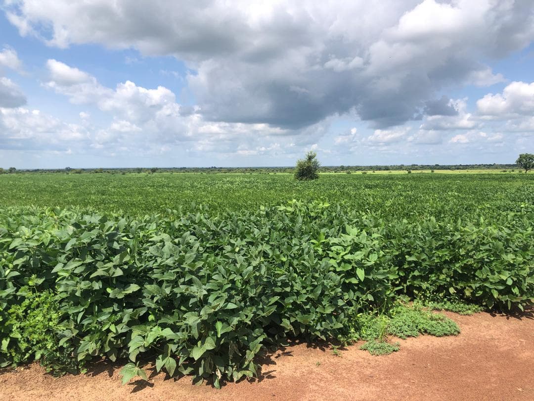 Commercial Cultivation Platforms
